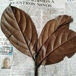 Ocotea insularis Hoja