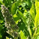 Spiraea salicifolia 花