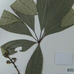 Conchocarpus toxicarius