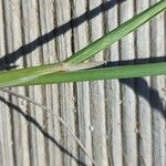 Polypogon maritimus Other
