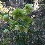 Helleborus viridis 花