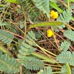 Chamaecrista fallacina Leaf