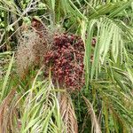 Leopoldinia pulchra Fruto