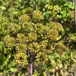 Angelica triquinata Maua