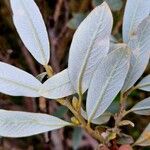 Salix helvetica Blad