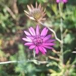 Xeranthemum annuumFlower