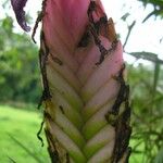 Wallisia anceps Fruit