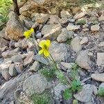 Ranunculus monspeliacus Habit