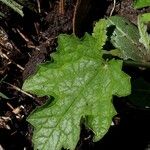 Luffa aegyptiaca Feuille