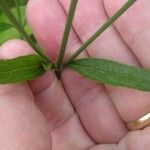 Verbena litoralis Leaf