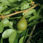 Eriotheca globosa Fruit