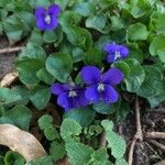 Viola × melissifolia Flower