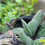 Gasteria pillansii Yaprak