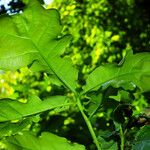 Quercus × rosacea Hoja
