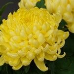 Chrysanthemum x grandiflorum 花