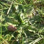 Taraxacum pyropappum Habit