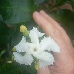 Tabernaemontana pachysiphon Blüte