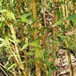 Phyllostachys sulphurea Bark