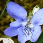 Viola riviniana Лист