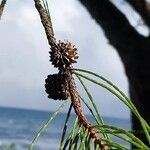 Casuarina equisetifolia 果実