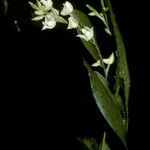 Polystachya cultriformis Цвят