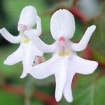 Calanthe triplicata Flower