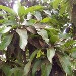 Mangifera indica Лист