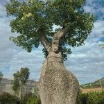 Ceiba insignis Folha