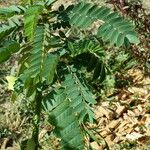 Senna didymobotrya Blatt