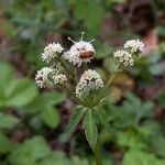 Sanicula europaea Кветка