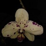 Phalaenopsis spp.Flower