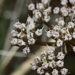 Lomatium canbyi Flor