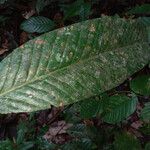 Couepia habrantha Leaf
