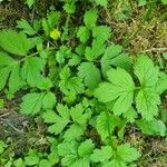 Geum macrophyllumপাতা