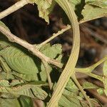 Inga edulis Bark