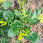 Barbarea rupicola Hoja