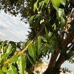 Lafoensia acuminata Hoja