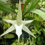 Angraecum sesquipedale Цвят