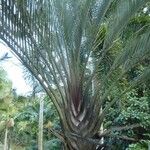 Dypsis decaryi Hábito