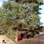 Pinus sylvestris Характер