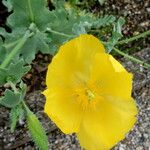 Dicranostigma leptopodum Flor