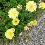 Urospermum dalechampii Flower