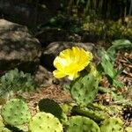 Opuntia humifusa Habitat