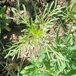 Cosmos parviflorus Leaf