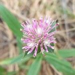 Gomphrena haenkeana Blüte