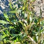 Persicaria punctata Habitat