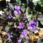 Viola labradorica Blüte