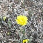 Picris hispanica Flower