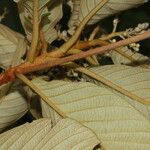 Clethra hondurensis Folla