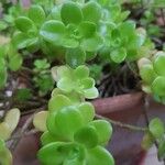 Sedum kimnachii पत्ता